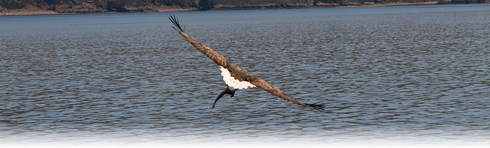 Photo of White Tailed Sea Eagle with fish, Skye