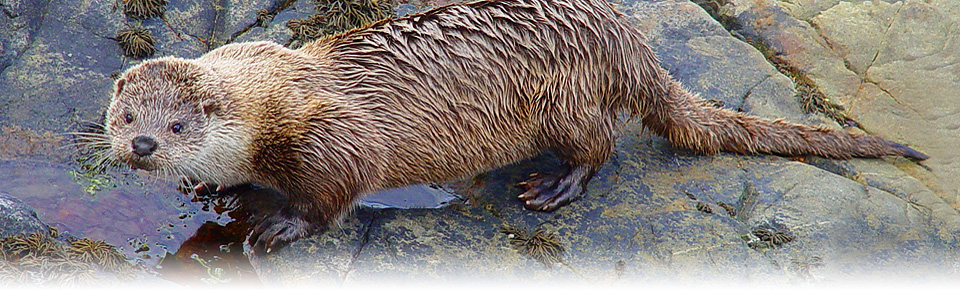 Otter, Isle of Skye