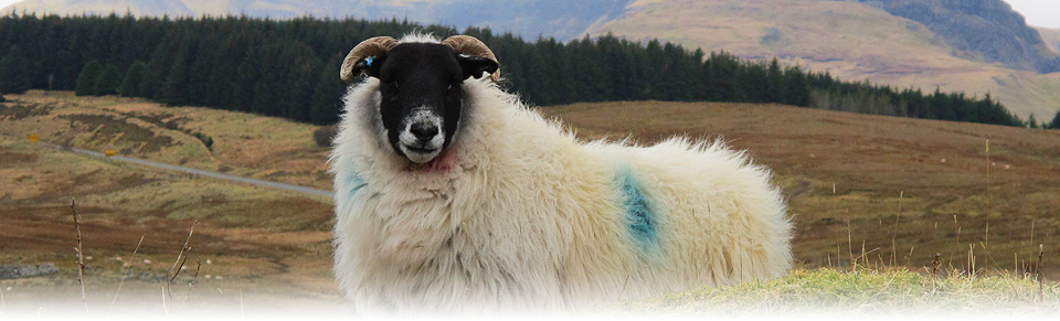 Photo of Black faced sheep, Skye