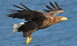 Sea Eagle, MV Stardust